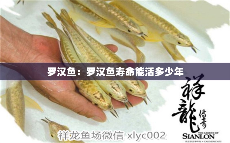 羅漢魚：羅漢魚壽命能活多少年 羅漢魚