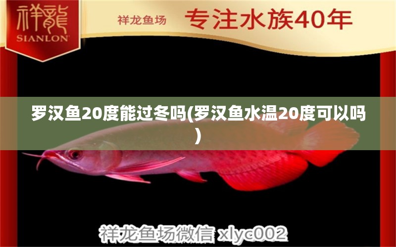 羅漢魚(yú)20度能過(guò)冬嗎(羅漢魚(yú)水溫20度可以嗎) 羅漢魚(yú)