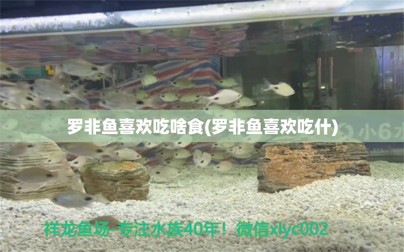 羅非魚(yú)喜歡吃啥食(羅非魚(yú)喜歡吃什) 青龍魚(yú)