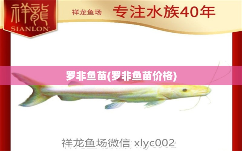 羅非魚苗(羅非魚苗價(jià)格) 星點(diǎn)金龍魚