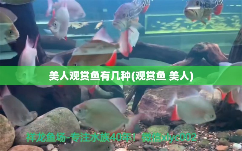 美人觀賞魚有幾種(觀賞魚 美人) 杰西卡恐龍魚