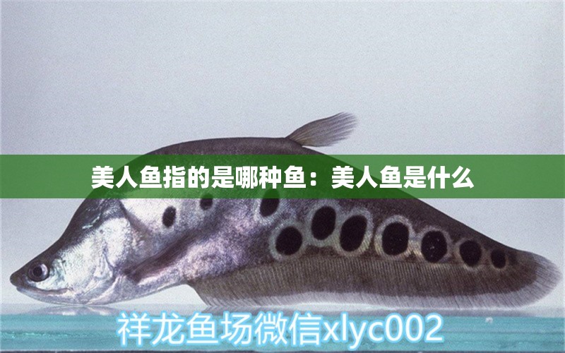 美人魚指的是哪種魚：美人魚是什么 觀賞魚