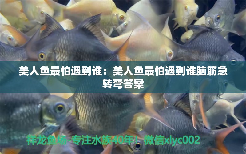 美人魚(yú)最怕遇到誰(shuí)：美人魚(yú)最怕遇到誰(shuí)腦筋急轉(zhuǎn)彎答案