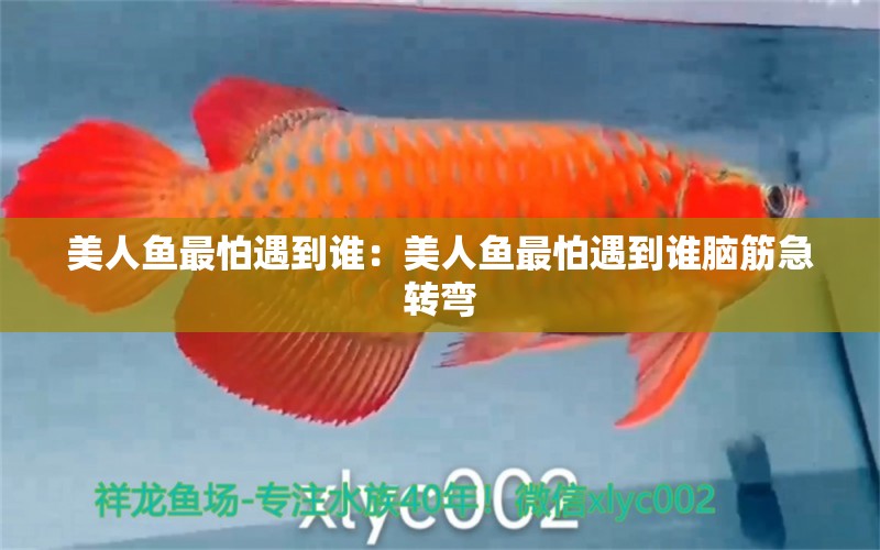 美人魚最怕遇到誰：美人魚最怕遇到誰腦筋急轉(zhuǎn)彎 龍鳳鯉魚