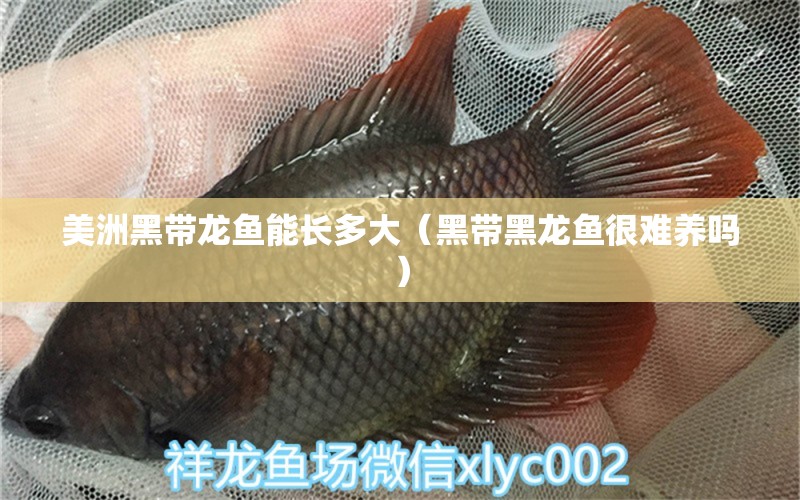 美洲黑帶龍魚能長多大（黑帶黑龍魚很難養(yǎng)嗎） 細(xì)線銀板魚苗