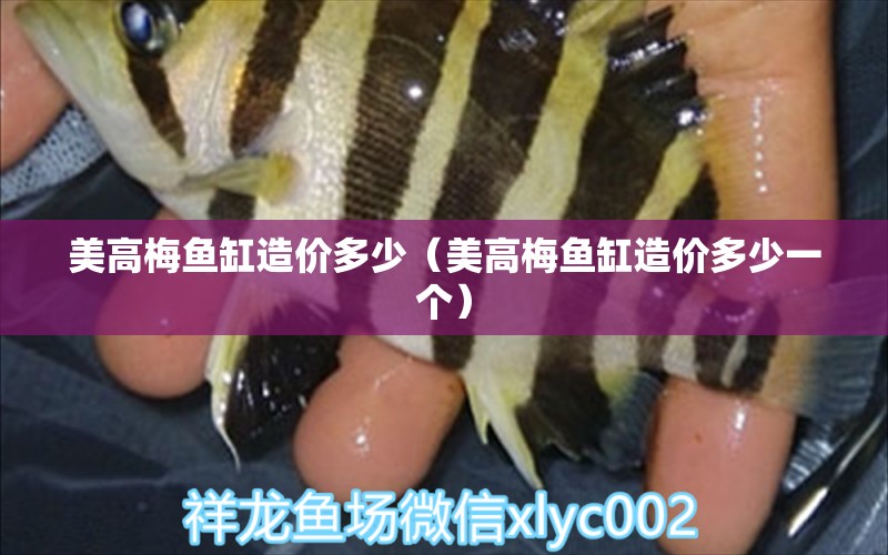 美高梅魚(yú)缸造價(jià)多少（美高梅魚(yú)缸造價(jià)多少一個(gè)） 廣州觀賞魚(yú)批發(fā)市場(chǎng)