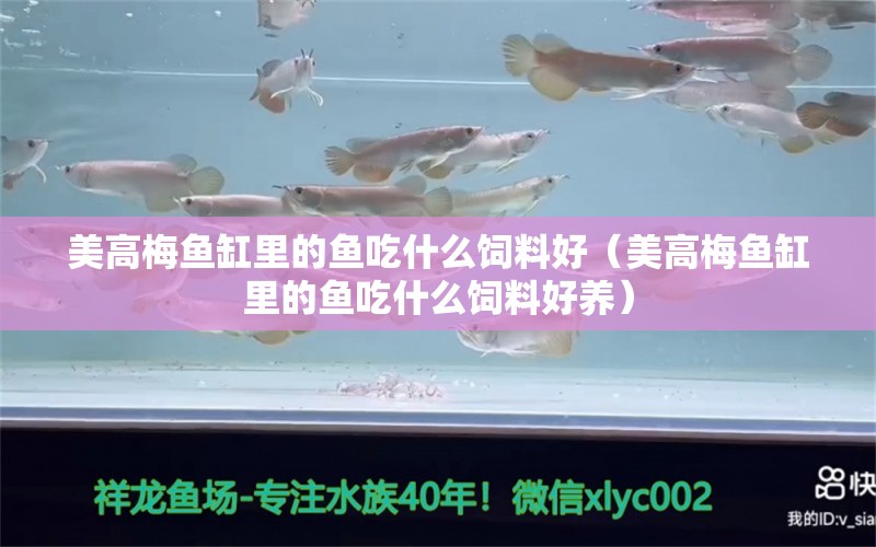 美高梅魚缸里的魚吃什么飼料好（美高梅魚缸里的魚吃什么飼料好養(yǎng)） 其他品牌魚缸