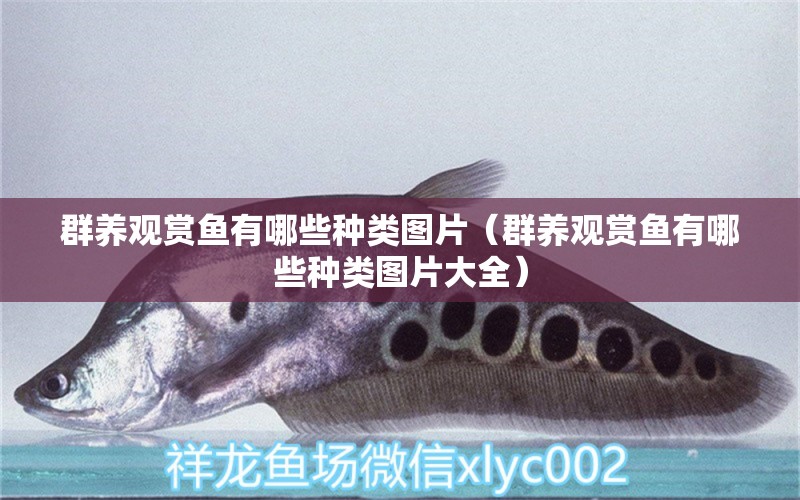 群養(yǎng)觀賞魚有哪些種類圖片（群養(yǎng)觀賞魚有哪些種類圖片大全） 祥龍魚場