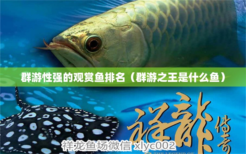 群游性強的觀賞魚排名（群游之王是什么魚） 祥龍水族醫(yī)院