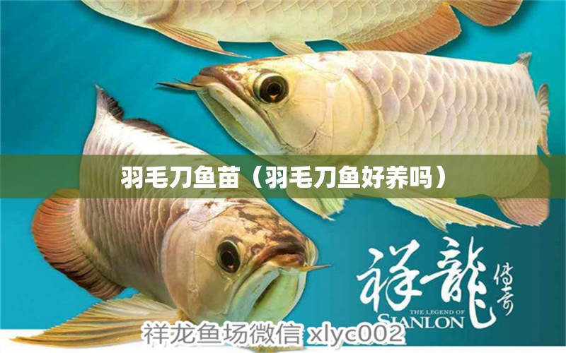 羽毛刀魚苗（羽毛刀魚好養(yǎng)嗎） 羽毛刀魚苗