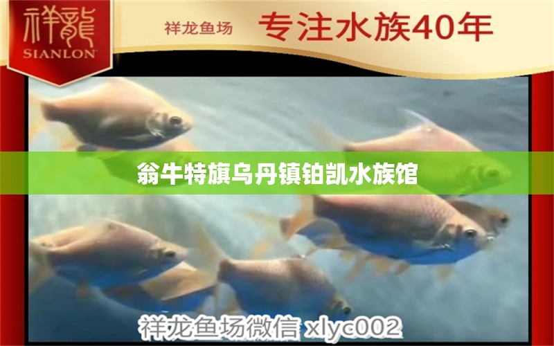 翁牛特旗烏丹鎮(zhèn)鉑凱水族館