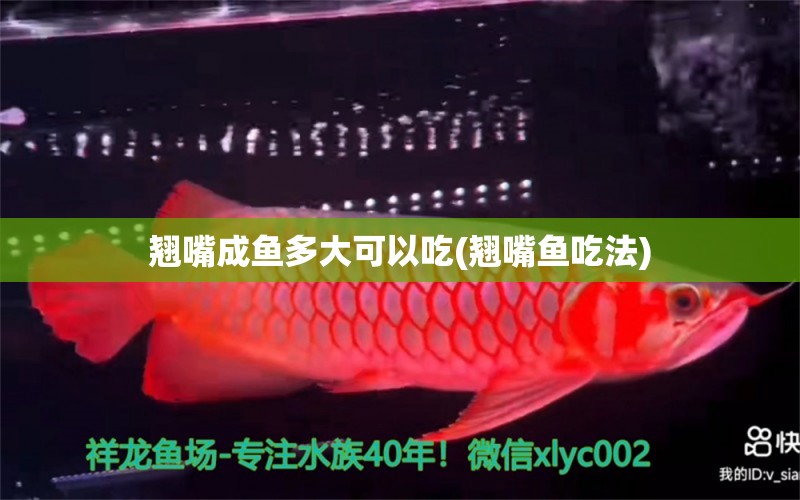 翹嘴成魚多大可以吃(翹嘴魚吃法) 金頭過背金龍魚