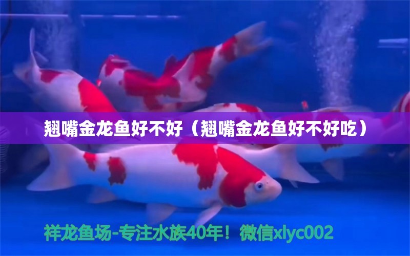 翹嘴金龍魚好不好（翹嘴金龍魚好不好吃） 廣州龍魚批發(fā)市場