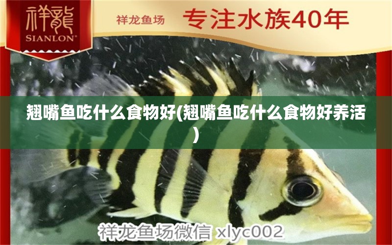 翹嘴魚吃什么食物好(翹嘴魚吃什么食物好養(yǎng)活) 黑桃A魚苗