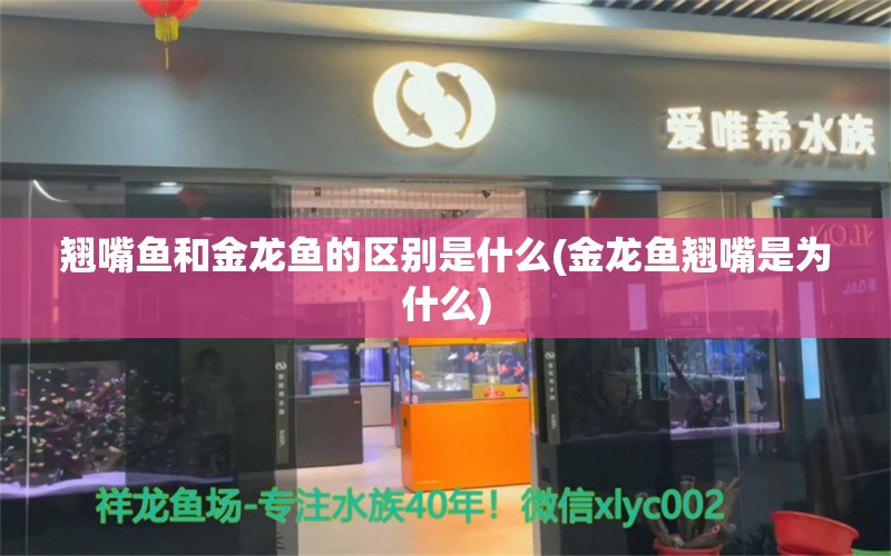 翹嘴魚和金龍魚的區(qū)別是什么(金龍魚翹嘴是為什么) 玫瑰銀版魚