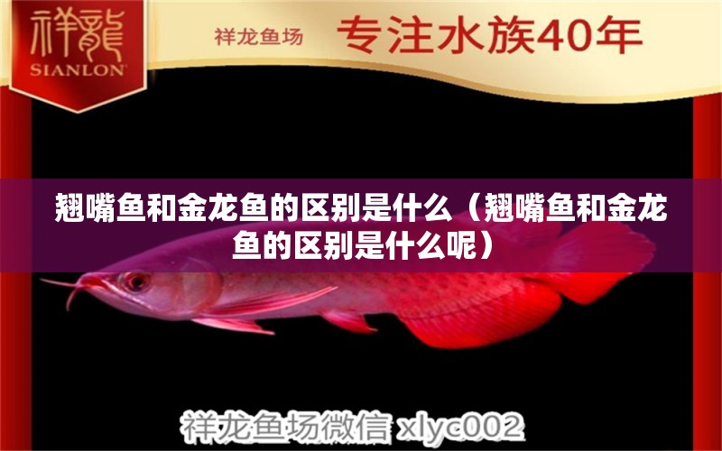 翹嘴魚和金龍魚的區(qū)別是什么（翹嘴魚和金龍魚的區(qū)別是什么呢）