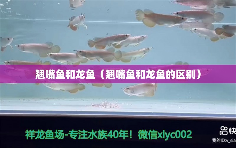 翹嘴魚和龍魚（翹嘴魚和龍魚的區(qū)別）