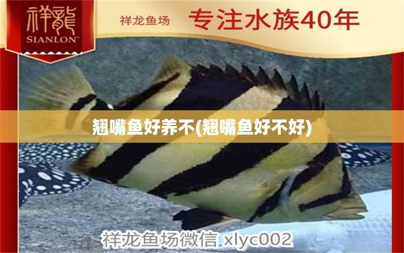 翹嘴魚好養(yǎng)不(翹嘴魚好不好) 黃金達(dá)摩魚