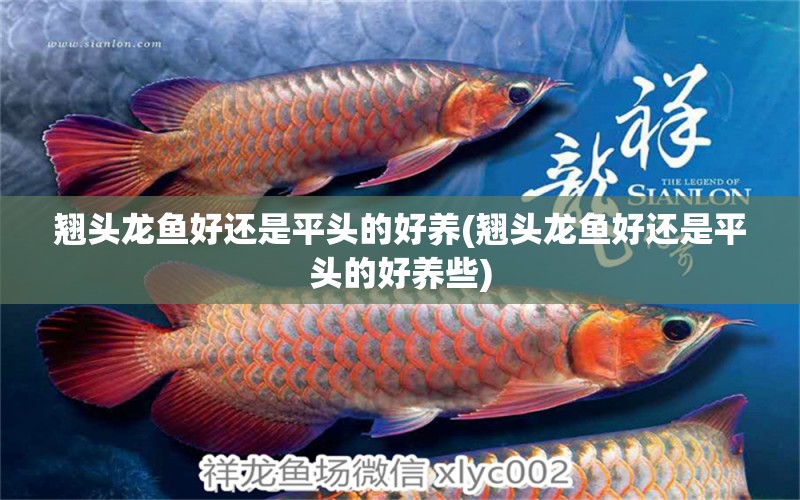 翹頭龍魚好還是平頭的好養(yǎng)(翹頭龍魚好還是平頭的好養(yǎng)些) 藍(lán)底過背金龍魚