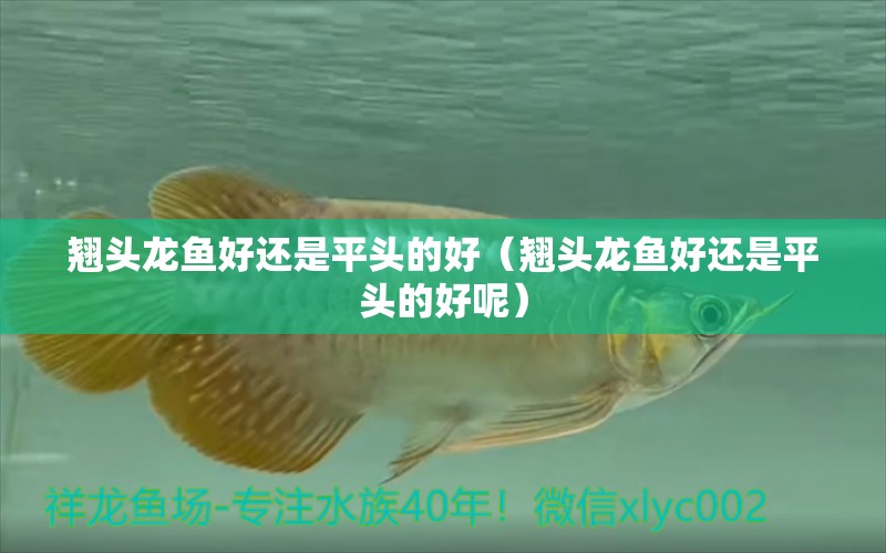 翹頭龍魚好還是平頭的好（翹頭龍魚好還是平頭的好呢）