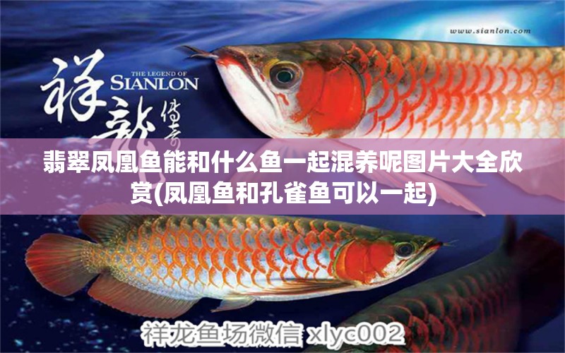 翡翠鳳凰魚(yú)能和什么魚(yú)一起混養(yǎng)呢圖片大全欣賞(鳳凰魚(yú)和孔雀魚(yú)可以一起) 翡翠鳳凰魚(yú)