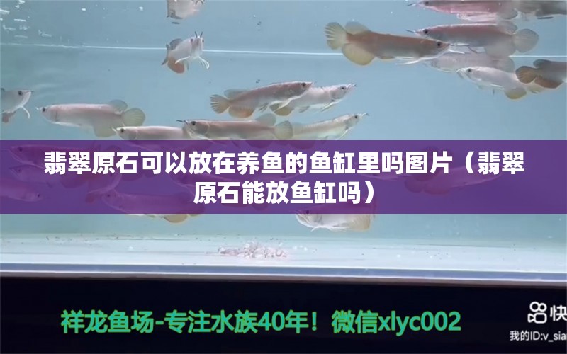 翡翠原石可以放在養(yǎng)魚(yú)的魚(yú)缸里嗎圖片（翡翠原石能放魚(yú)缸嗎） 稀有金龍魚(yú)