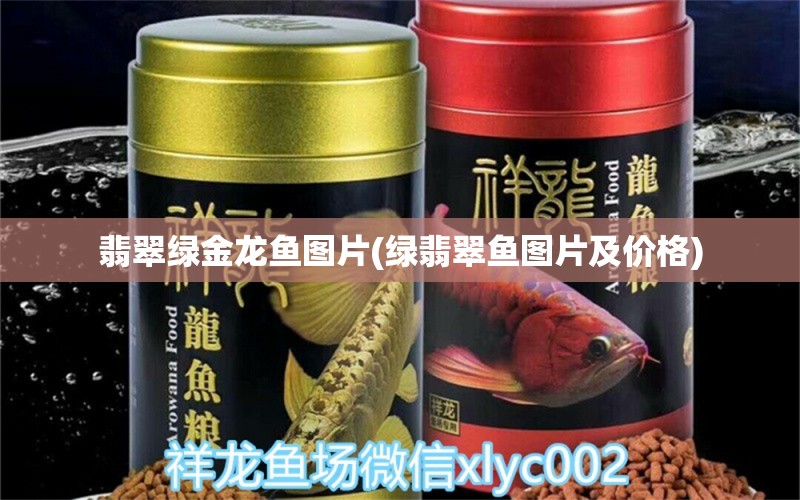 翡翠綠金龍魚(yú)圖片(綠翡翠魚(yú)圖片及價(jià)格) 彩鰈魚(yú)缸（彩蝶魚(yú)缸）