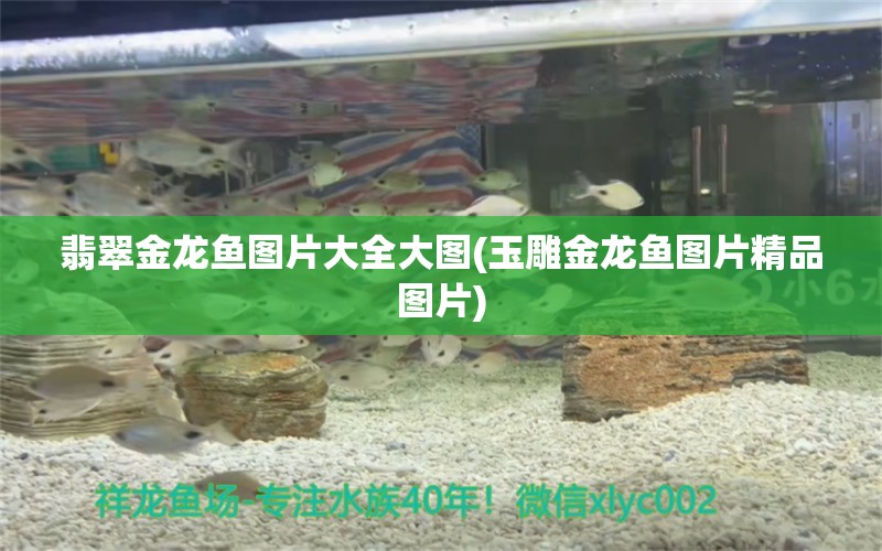 翡翠金龍魚圖片大全大圖(玉雕金龍魚圖片精品圖片) 水族世界