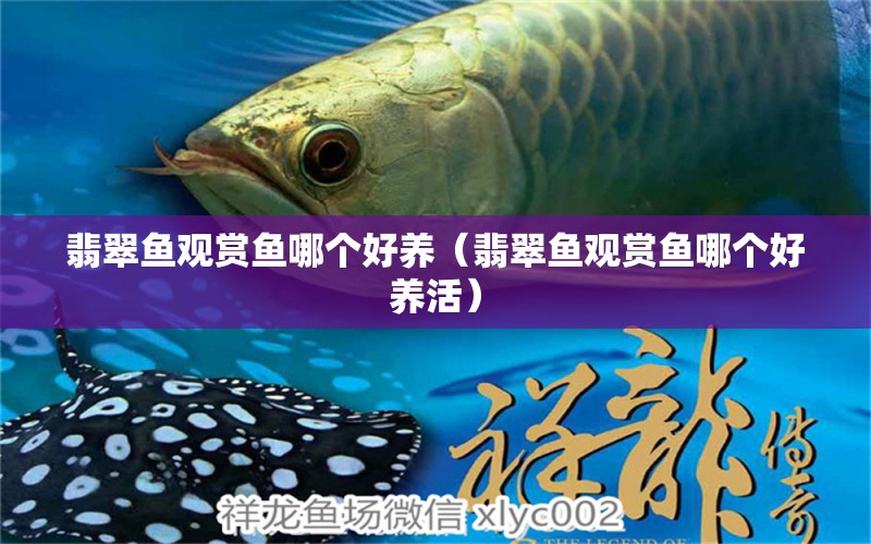 翡翠魚(yú)觀賞魚(yú)哪個(gè)好養(yǎng)（翡翠魚(yú)觀賞魚(yú)哪個(gè)好養(yǎng)活） 觀賞魚(yú)市場(chǎng)（混養(yǎng)魚(yú)）