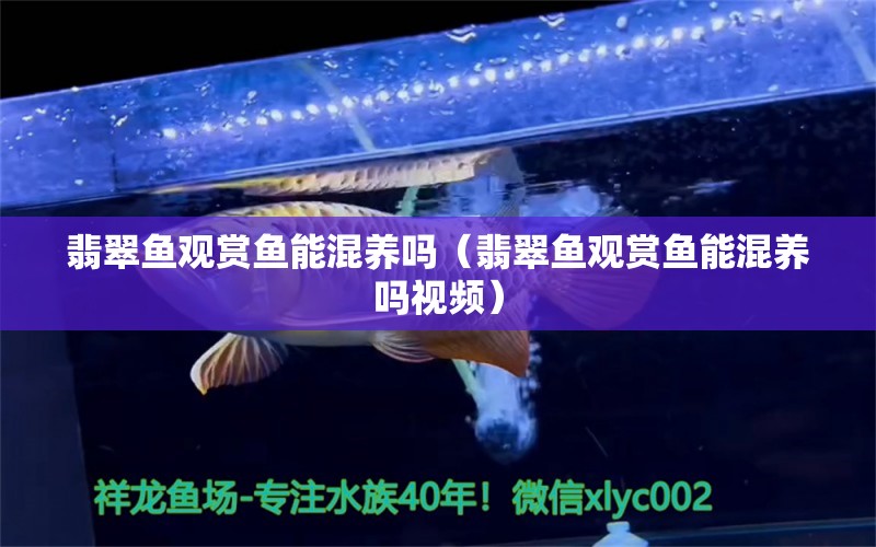 翡翠魚觀賞魚能混養(yǎng)嗎（翡翠魚觀賞魚能混養(yǎng)嗎視頻） 祥龍赫舞紅龍魚