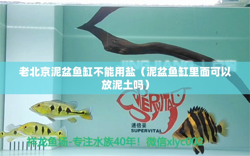 老北京泥盆魚缸不能用鹽（泥盆魚缸里面可以放泥土嗎） 觀賞魚市場（混養(yǎng)魚）