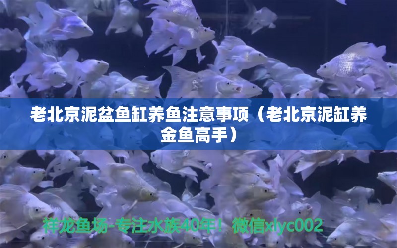 老北京泥盆魚缸養(yǎng)魚注意事項(xiàng)（老北京泥缸養(yǎng)金魚高手） 祥龍水族醫(yī)院