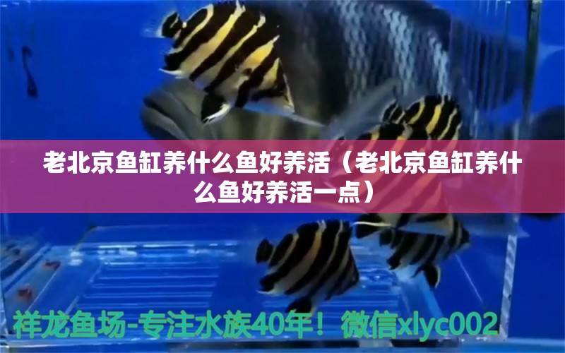 老北京魚缸養(yǎng)什么魚好養(yǎng)活（老北京魚缸養(yǎng)什么魚好養(yǎng)活一點(diǎn)）