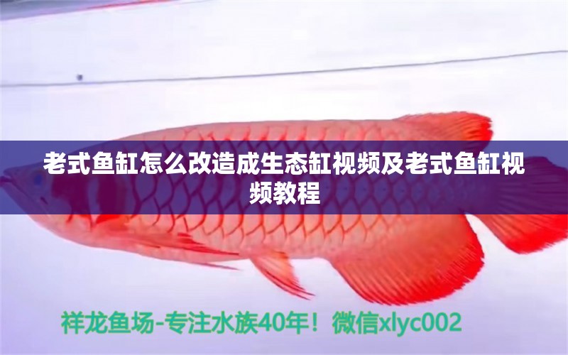 老式魚缸怎么改造成生態(tài)缸視頻及老式魚缸視頻教程