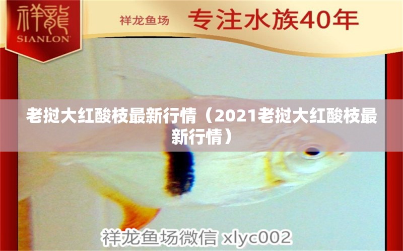 老撾大紅酸枝最新行情（2021老撾大紅酸枝最新行情）