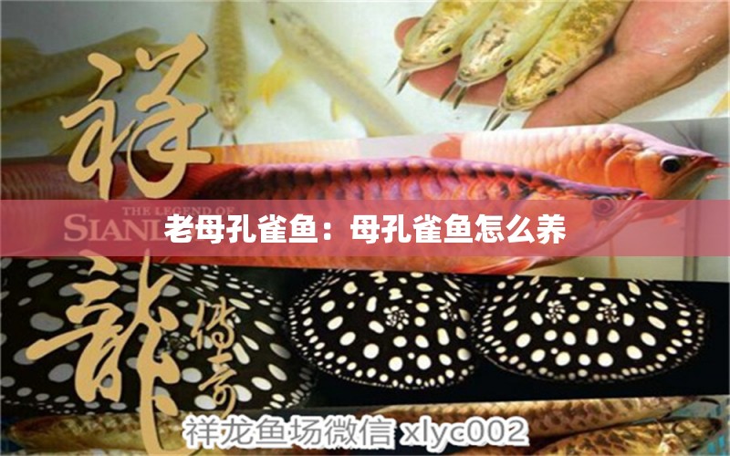 老母孔雀魚：母孔雀魚怎么養(yǎng)