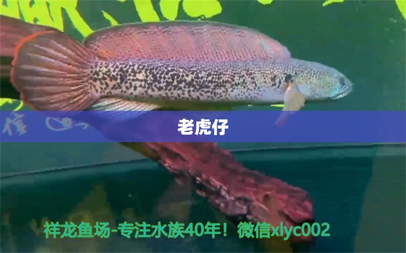 老虎仔 觀賞魚(yú)論壇 第2張