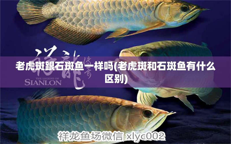 老虎斑跟石斑魚一樣嗎(老虎斑和石斑魚有什么區(qū)別) 皇冠黑白魟魚