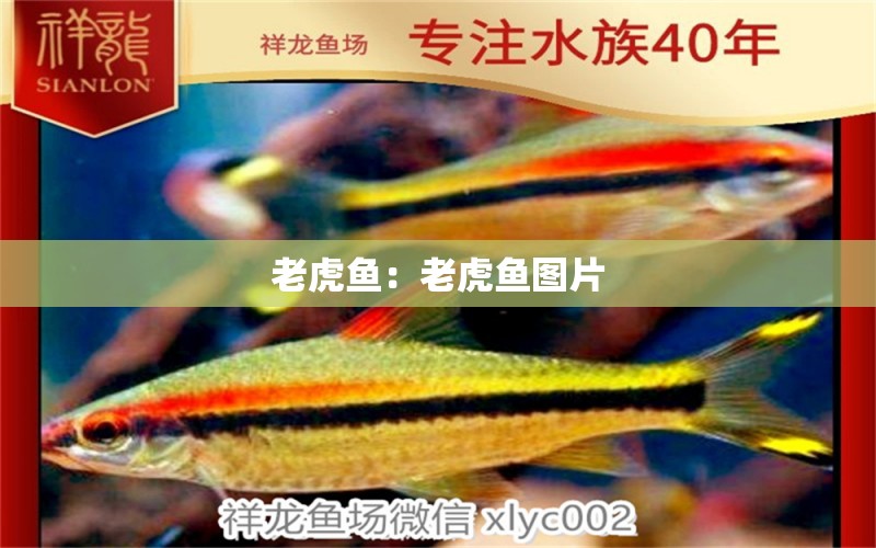 老虎魚：老虎魚圖片