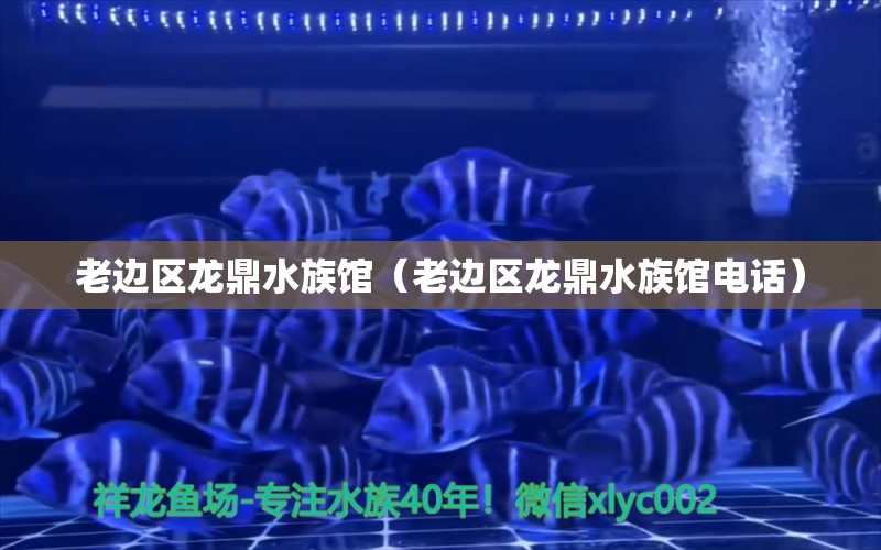 老邊區(qū)龍鼎水族館（老邊區(qū)龍鼎水族館電話）