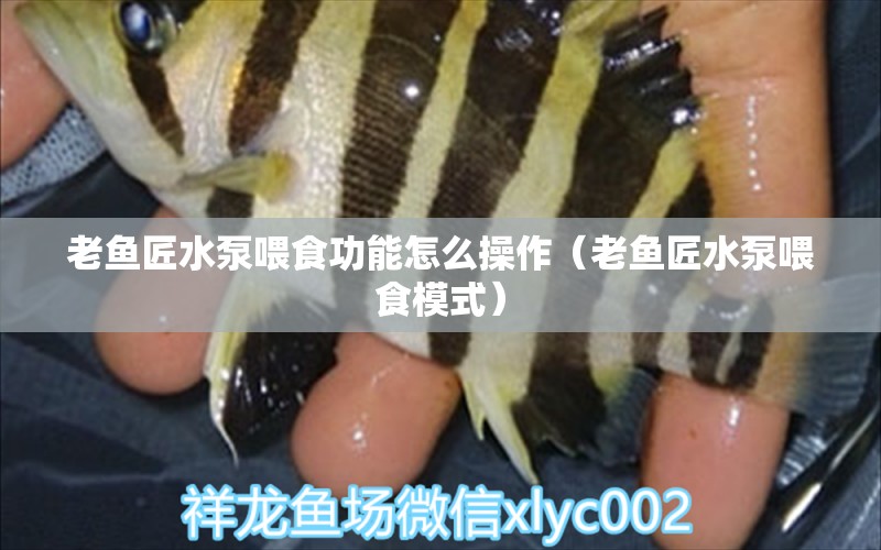 老魚匠水泵喂食功能怎么操作（老魚匠水泵喂食模式） 老魚匠