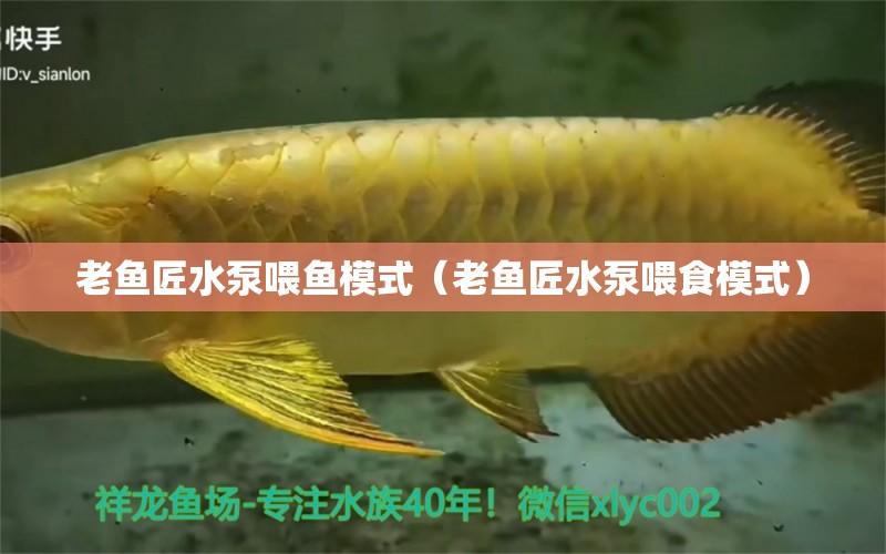 老魚匠水泵喂魚模式（老魚匠水泵喂食模式）