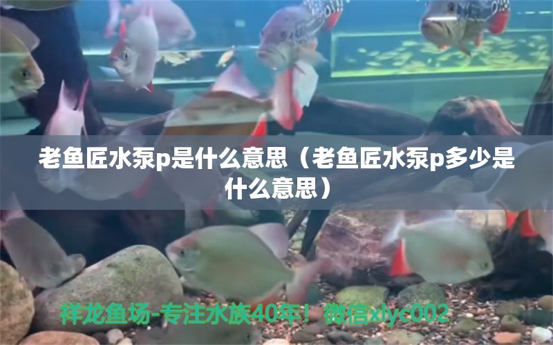 老魚(yú)匠水泵p是什么意思（老魚(yú)匠水泵p多少是什么意思）