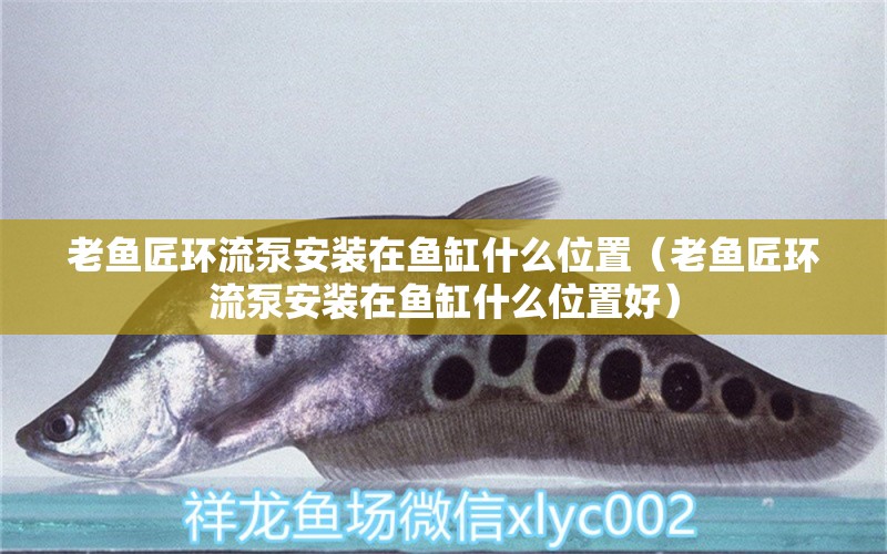 老魚匠環(huán)流泵安裝在魚缸什么位置（老魚匠環(huán)流泵安裝在魚缸什么位置好）