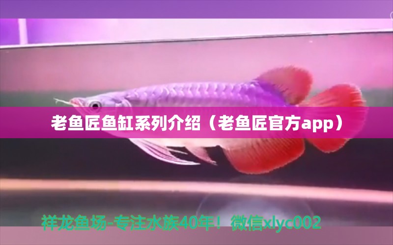 老魚匠魚缸系列介紹（老魚匠官方app） 老魚匠