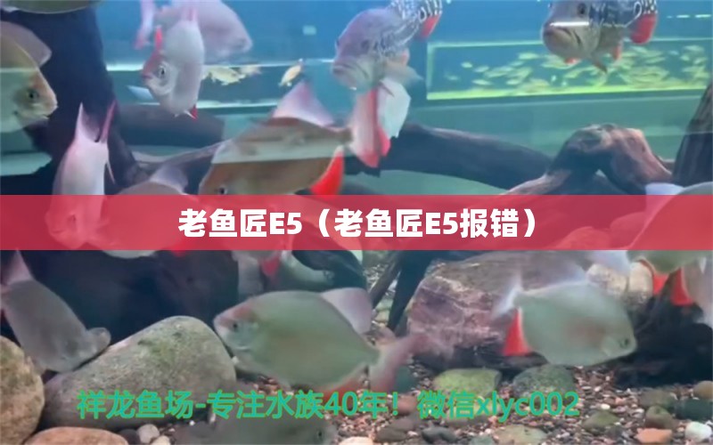 老魚匠E5（老魚匠E5報錯） 老魚匠