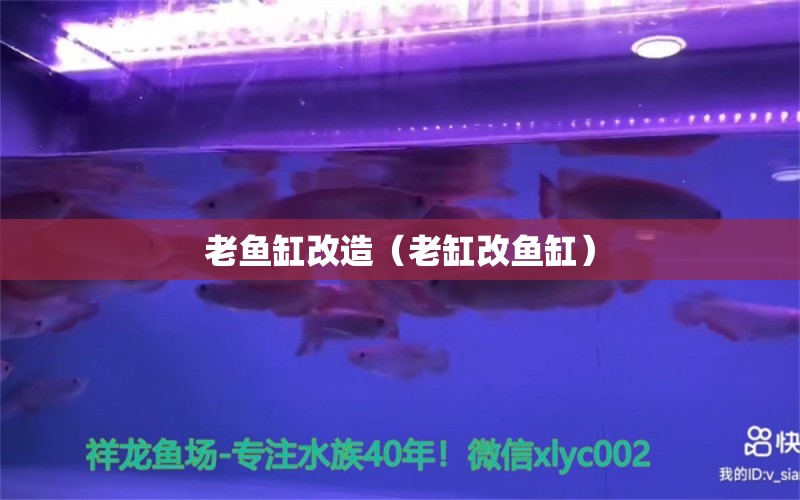 老魚(yú)缸改造（老缸改魚(yú)缸） 白玉紅龍魚(yú) 第1張