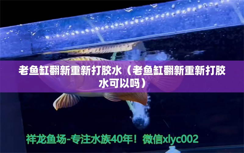 老魚缸翻新重新打膠水（老魚缸翻新重新打膠水可以嗎）