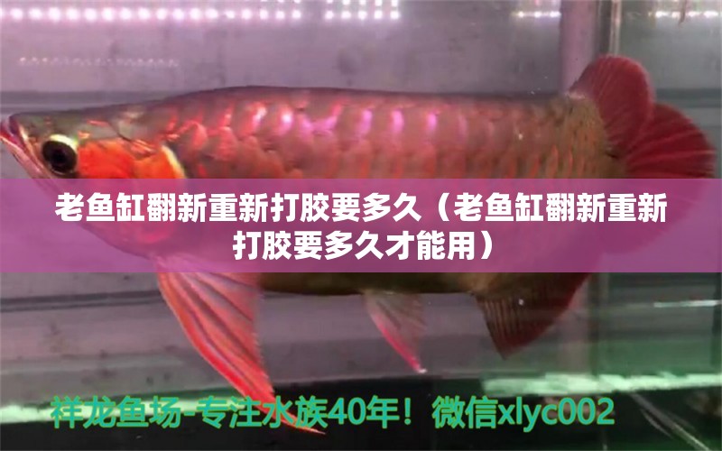 老魚缸翻新重新打膠要多久（老魚缸翻新重新打膠要多久才能用）