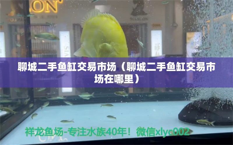 聊城二手魚缸交易市場(chǎng)（聊城二手魚缸交易市場(chǎng)在哪里） 粗線銀版魚苗